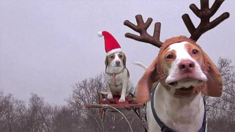 SHOCKINGLY FUNNY: 2 DOGS Who Stole Christmas!