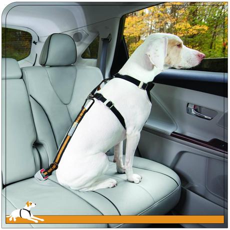 Direct to seat belt tether for dogs