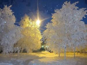 Picture of iced trees in Toronto