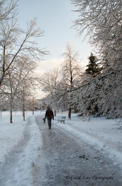 Ice Storm, Toronto, 2013, park, ice, trees, branches, pathway,