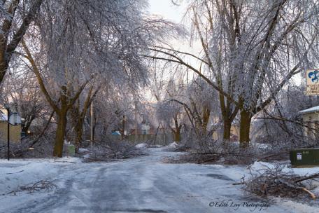 Ice Storm, Toronto, 2013, park, ice, trees, branches, road, broken
