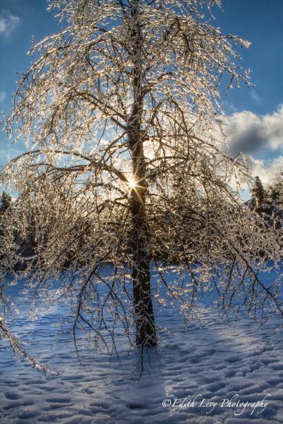Ice Storm, Toronto, 2013, park, ice, trees, branches,