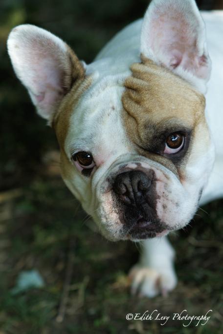 French Bulldog, Frenchie, pet photography, best friend, dog photography