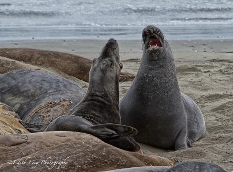 Elephant Seal, Rookery, San Simeon, Piedras Blancas, California, beach, nature, travel photography, ocean front, beach