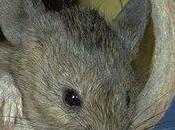 Creature Stirring… Facts About Mice