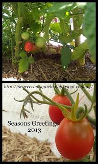 It's often a challenge to have ripe tomatoes for Christma...