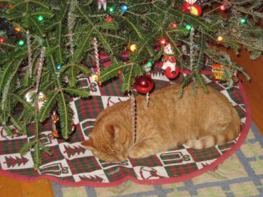 jasper under the christmas tree