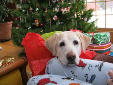 Bogie puppy eyes