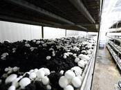 Mushroom Farming: Here Lebanon…