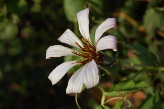 Mutisia spinosa Flower (16/11/2013, Kew Gardens, London)