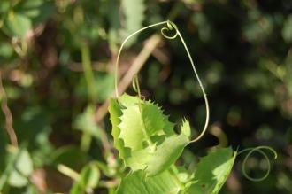 Mutisia spinosa Leaf (16/11/2013, Kew Gardens, London)