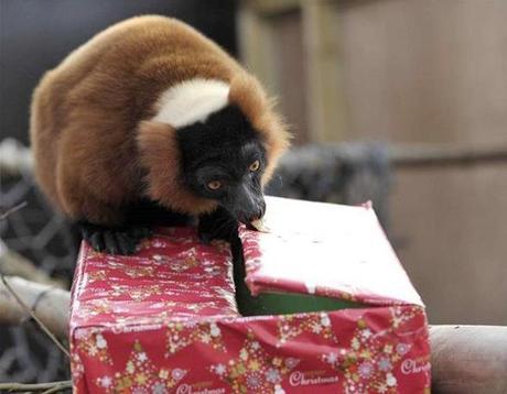 Red Ruffed Lemur With a Christmas Present/Gift