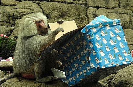 Baboon With a Christmas Present/Gift
