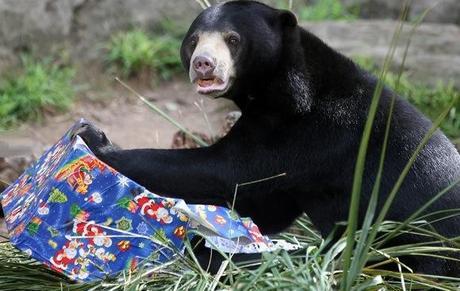 Bear With a Christmas Present/Gift