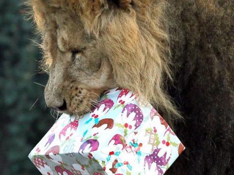 Lion With a Christmas Present/Gift