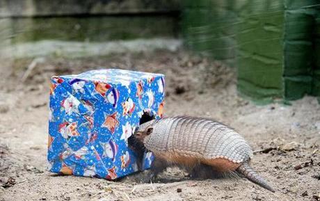 Armadillo With a Christmas Present/Gift