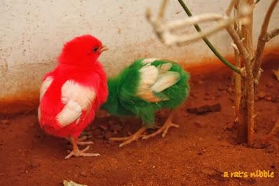 Colorful Chickens