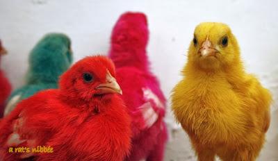 Colorful Chickens