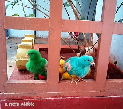 Colorful Chickens