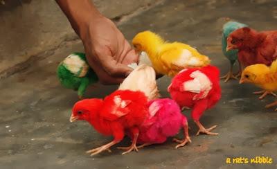 Colorful Chickens