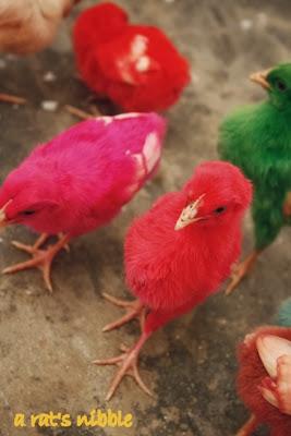 Colorful Chickens