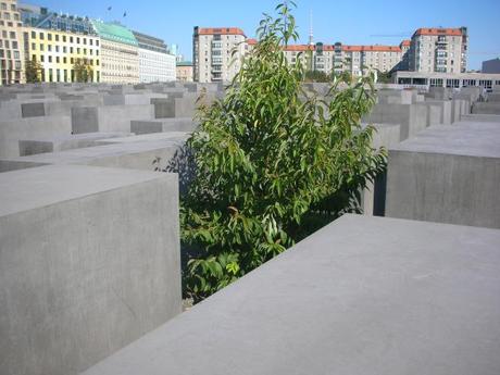 Holocaust Memorial Berlin, Germany - Tree Growing Out of Blocks