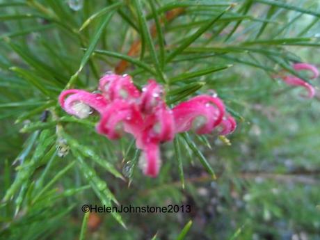 Grevillea 'Canberra Gem'