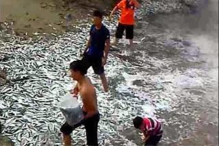 Omens: Thousands Of Fish Beach Themselves (Video)