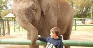 elefante 300x156 The Zoo at Luján