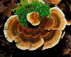 turkey-tail-mushroom-image