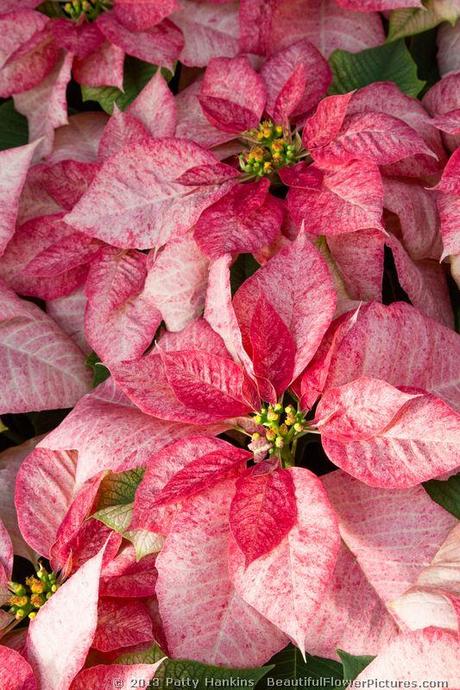 Monet Twilight Poinsettia © 2013 Patty Hankins