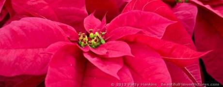 Santa Claus Red Poinsettia © 2013 Patty Hankins