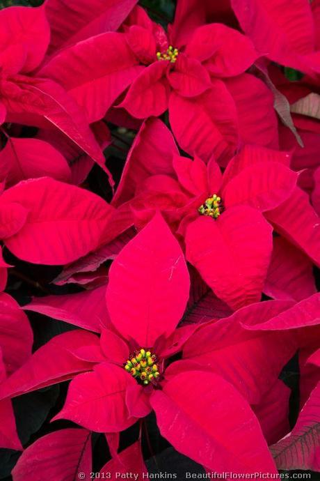 Dramatic Red Poinsettia © 2013 Patty Hankins