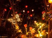 Friday Foto Lights Bloom Selby Gardens