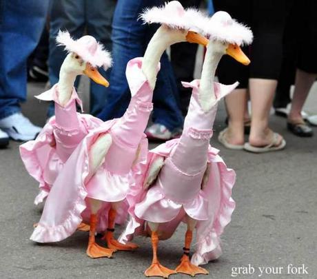 Royal Ducks