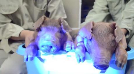 glow-in-dark-piglets