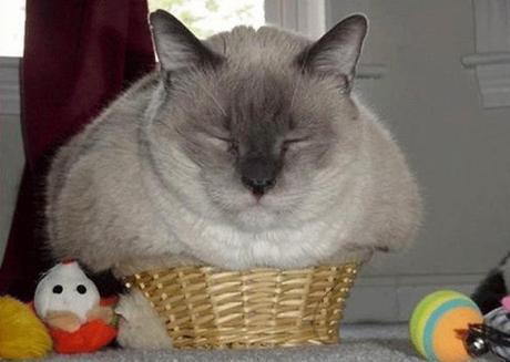 Fat cat that has overeaten 