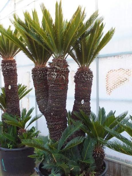Palm Crazy at the Palm Centre Palm Crazy at the Palm Centre