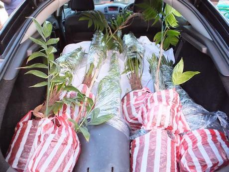 Palm Crazy at the Palm Centre Palm Crazy at the Palm Centre