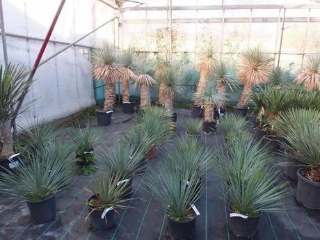 Palm Crazy at the Palm Centre Palm Crazy at the Palm Centre