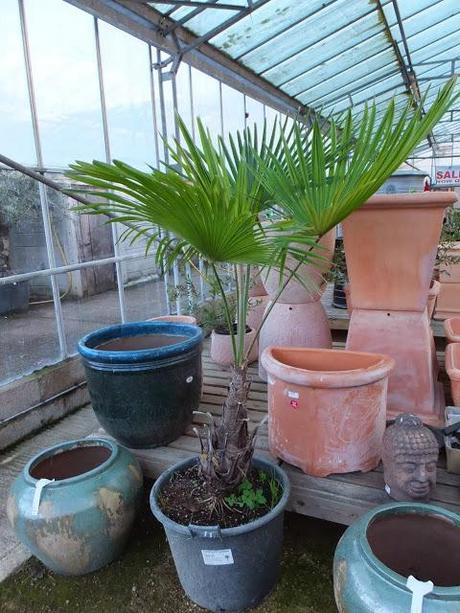 Palm Crazy at the Palm Centre Palm Crazy at the Palm Centre