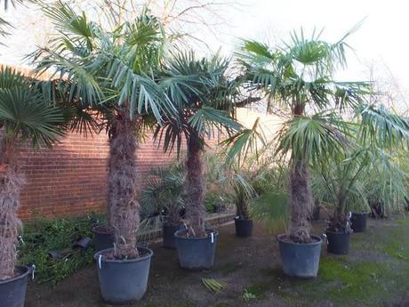 Palm Crazy at the Palm Centre Palm Crazy at the Palm Centre