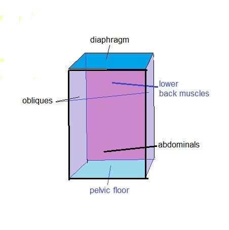 Line drawing of rectangular prism, labeled with above listed muscle groups.