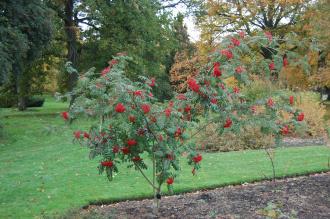 Sorbus wilsoniana (16/11/2013, Kew Gardens, London)