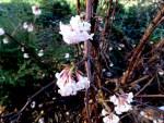 Viburnum x Bodnantese