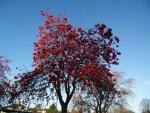 Rowan tree