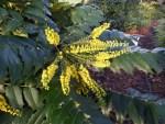 Mahonia Japonica