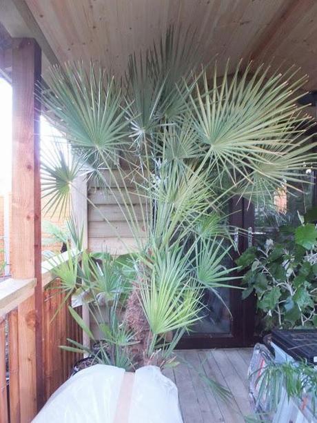 New Palms for the New Year