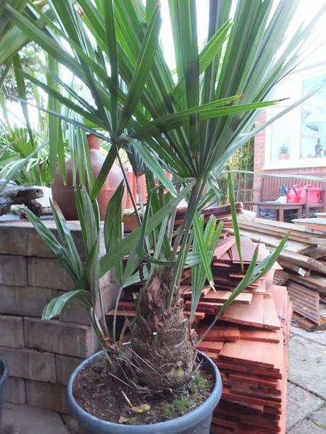 New Palms for the New Year