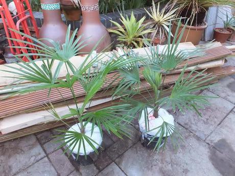 New Palms for the New Year
